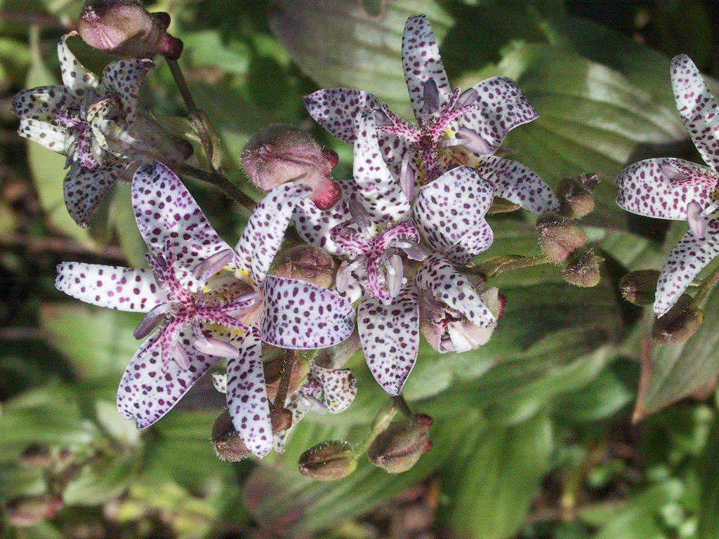 Tricirtis hirta 02.jpg